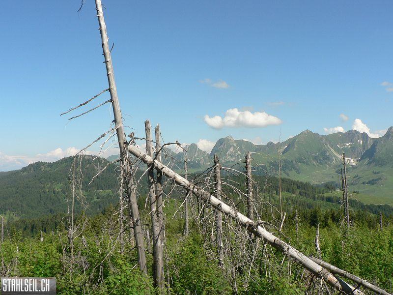 k-P1700654.JPG