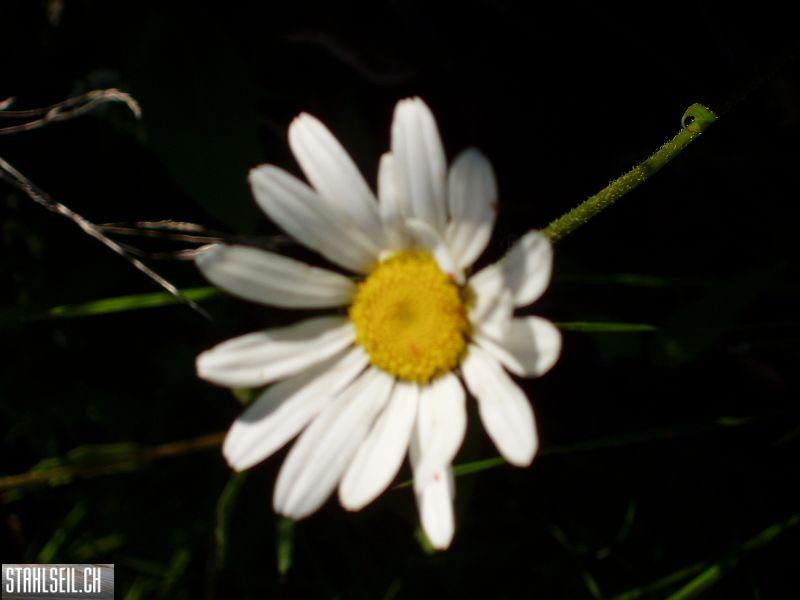 k-P7280325.JPG