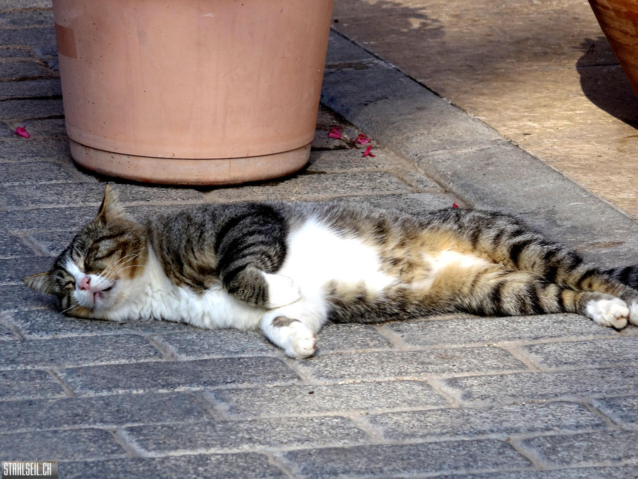 DSC04110.JPG