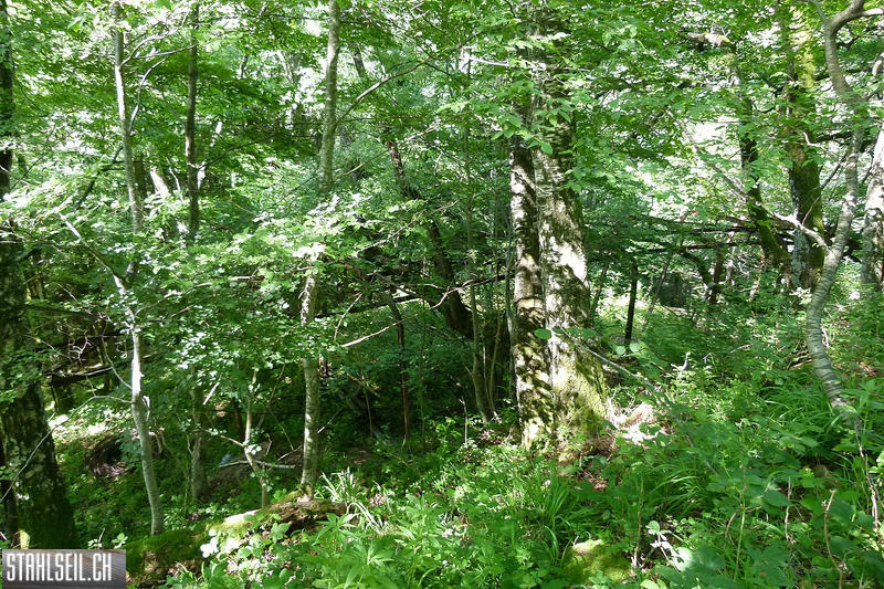 P1810447.JPG
