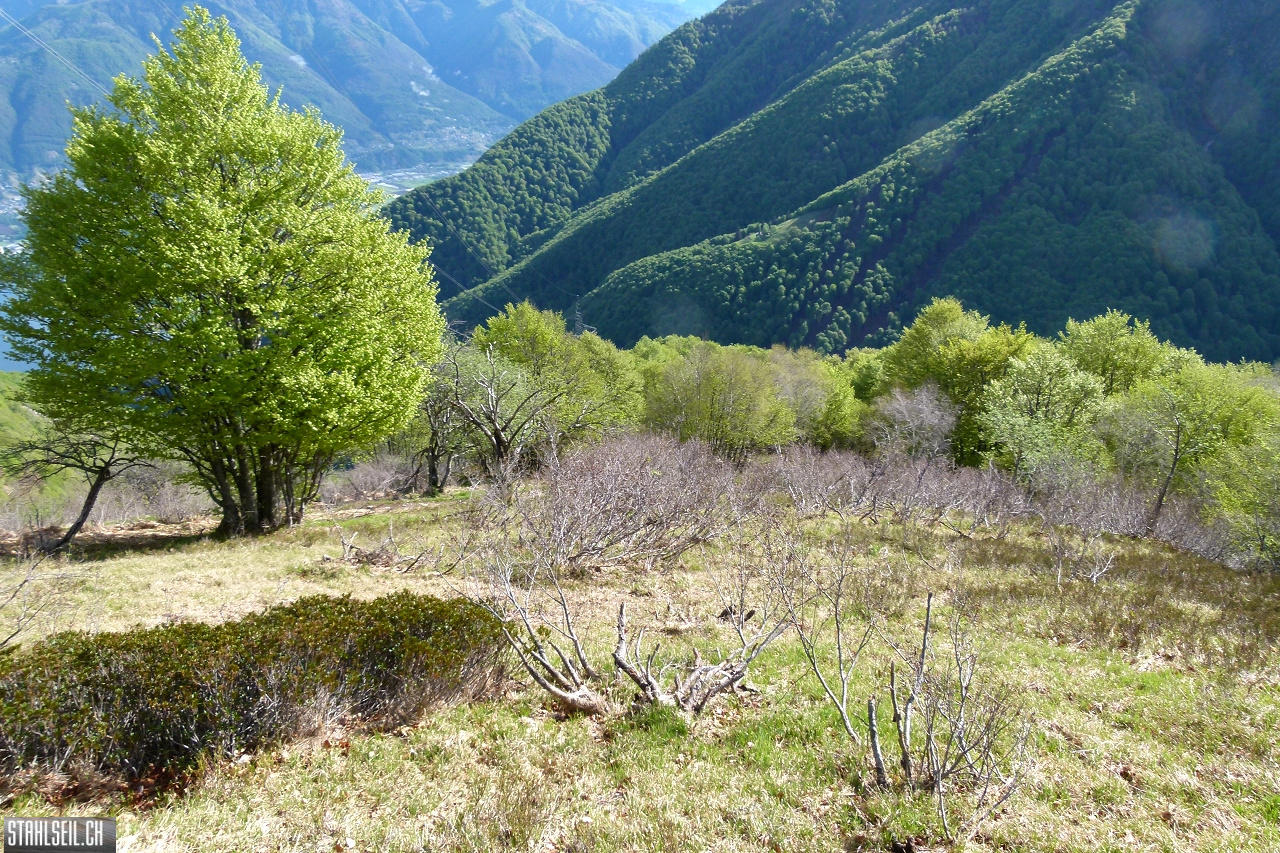 P1860290.JPG
